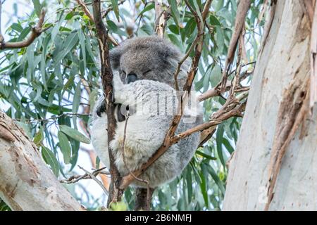koala or koala bear, Phascolarctos cinereus, adult sleeping in Eucalypt tree, Australia