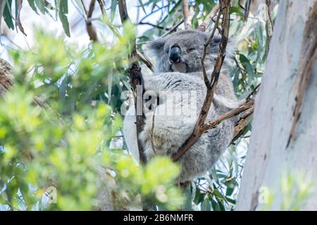 koala or koala bear, Phascolarctos cinereus, adult sleeping in Eucalypt tree, Australia