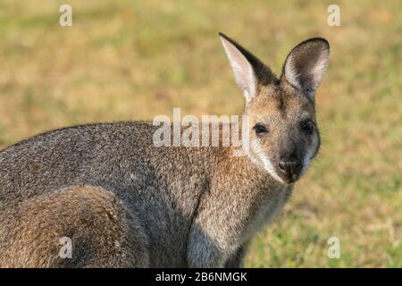 Eastern grey kangaroo, Macropus giganteus, adult feeding on short vegetation, Australia Stock Photo