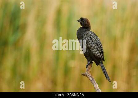 Pygmy Cormorant - Microcarbo pygmaeus, beautiful water bird from European swamps and fresh waters, Hortobagy National Park, Hungary. Stock Photo