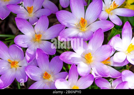 Macro of a group of purple crocus blossoms Stock Photo