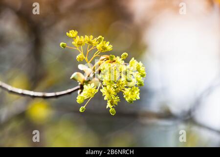 Linden blossom, blooming branch over blurred background, macro photo with selective soft focus Stock Photo