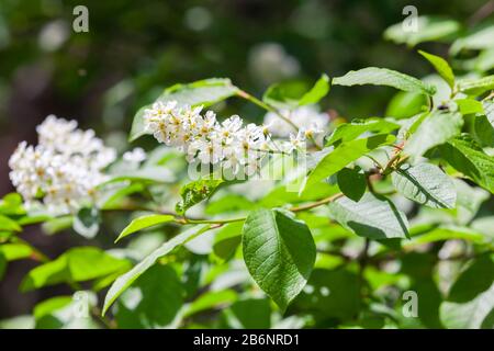 Bird cherry branches in bloom close up. Prunus padus, known as hackberry, hagberry, or Mayday tree, is a flowering plant in the rose family Rosaceae Stock Photo