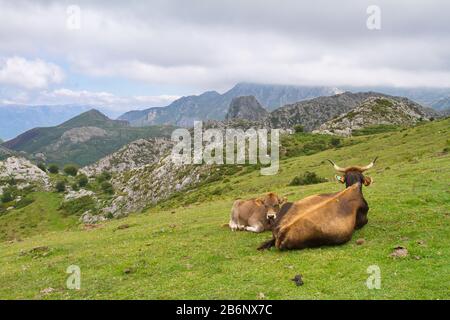 Cangas de Onis, Asturias/Spain; Aug. 05, 2015. Cows in the Lakes of Covadonga in the Picos de Europa National Park. Stock Photo