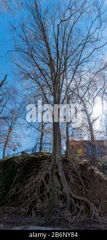 The Medusa Tree is an old tree with exposed roots on the Swamp Rabbit Trail in Greenville, South Carolina and nearby the Reedy River Falls Stock Photo