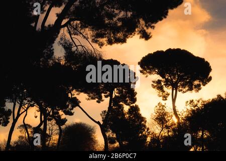 The silhouette of Mediterranean pine trees at sunrise. Stock Photo