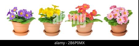 Set of artificial primrose houseplants with purple, red, pink and yellow flowers and green leaves in a ceramic  pots isolated on a white background Stock Photo