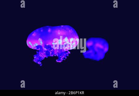 Phyllorhiza punctata is a species of jellyfish, also known as the floating bell, Australian spotted jellyfish, brown jellyfish Stock Photo