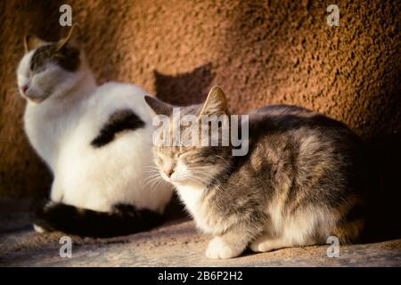 Two lovely young kittens relax outdoor on the stone floor in the summer yard.