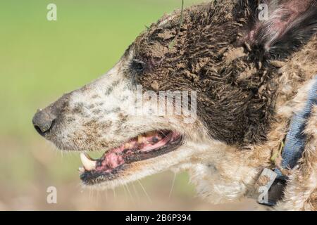 Portrait of a funny dog's face, covered in mud, outdoors Stock Photo