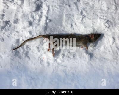 Killed and frozen dead rat in winter, lies on the snow. Stock Photo