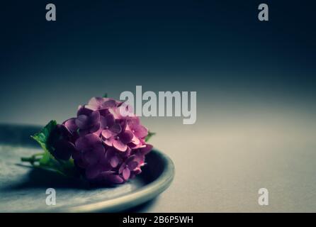blue hydrangea flower on a blue background with pastel and soft colors with copyspace, ideal as a graphic background Stock Photo