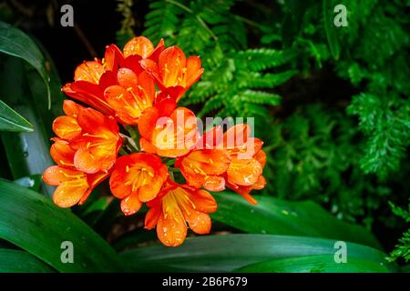 Clivia miniata, also known as Natal lily, bush lily or Kaffir lily, an evergreen perenial native to South Africa with striking orange, fiery, trumpet-