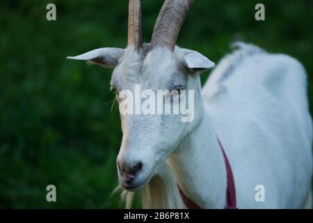 Portrait of white adult goat grassing on  meadow field. Goat on the green  meadow  close. Stock Photo