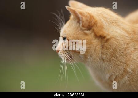 Cute ginger cat portrait in profile outdoor. Stock Photo