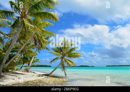 Hanging palm tree on a tropical white sand beach with a blue sea in the lagoon of the Tahiti archipelago French Polynesia in the Pacific Ocean. Stock Photo