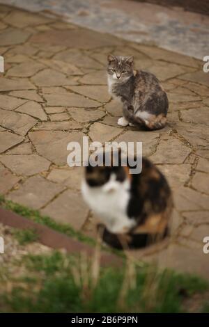 Two maneki neko cats sitting in the yard on the stone floor. Mot Stock Photo