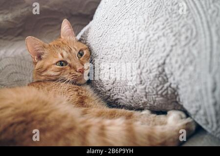 Red cat lies-sleeping on a gray sofa Stock Photo