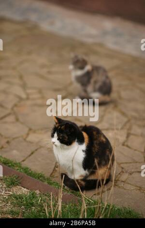 Two maneki neko cats sitting in the yard on the stone floor. Mot Stock Photo