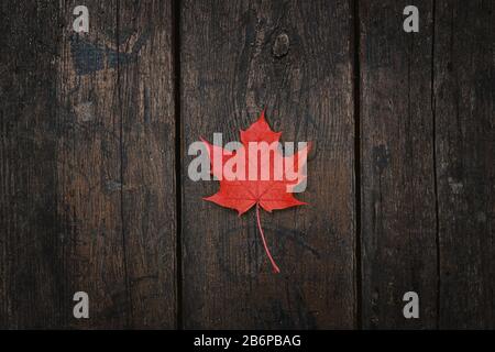 Red fallen maple leaf lies on a dark wooden old background. Save the space. View from above Stock Photo