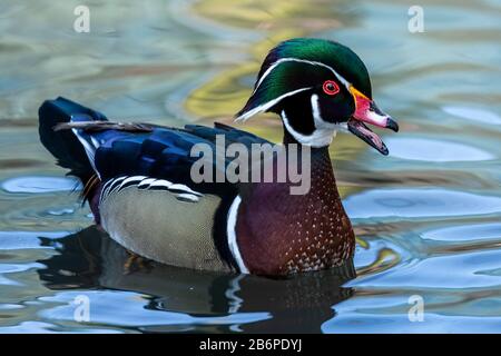 Duck. Wood duck, drake. Beautiful american duck. Stock Photo