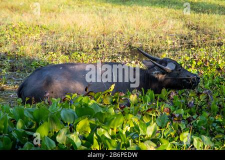 Water buffalo in the water in Cambodia Stock Photo