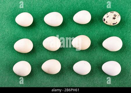 quail easter eggs on a green background. laid out in even rows in the form of a rectangle. Easter concept. Stock Photo