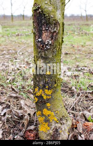 Fruit tree disease black cancer caused by the fungus sphaeropsis ...