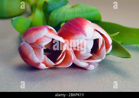 Two tulips of red flowers on a grey background. Stock Photo