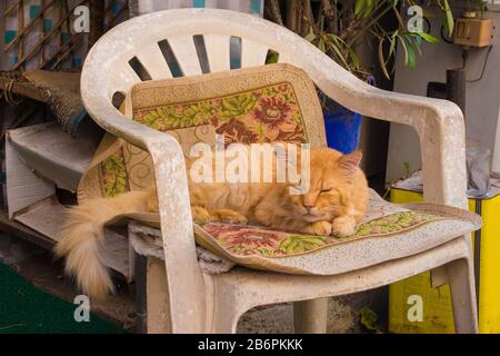 A street cat sleeps on a chair outside a shop on the island of Buyukada, one of the Prices' Islands, also known as Adalar, in the Sea of Marmara off t Stock Photo