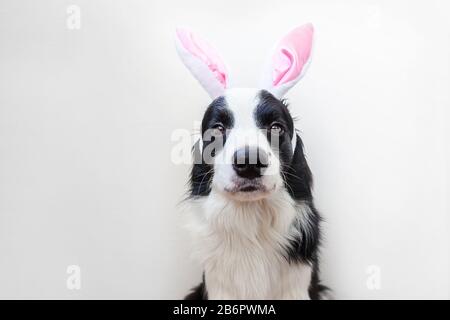 Happy Easter concept. Funny portrait of cute smilling puppy dog border collie wearing easter bunny ears isolated on white background. Preparation for holiday. Spring greeting card Stock Photo