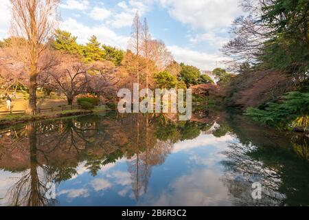 Pond reflections at Shinjuku Gyoen Park in Tokyo, Japan during cherry blossom season in spring. Water reflecting dry trees and blue sky with clouds. Stock Photo