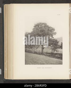 Gezicht op een eik langs een weg te Charlemont, met rechts een paardenkoets Society Oak, Charlemont (titel op object) View of an oak tree along a path to Charlmont, with the right a carriage society Oak, Charlmont (title object) Object Type: photomechanical printing page Object number: RP-F-2001-7-1063-48 Inscriptions / Brands: number, recto, printed: 'XLVIII.' Manufacturer : photographer: Henry Brooksclichémaker: anonymous place manufacture: photographer: Charlemontclichémaker: USA Date: about 1880 - or for 1890 Material: paper Technique: light pressure measurements: imprinted: h 224 mm × W 1 Stock Photo