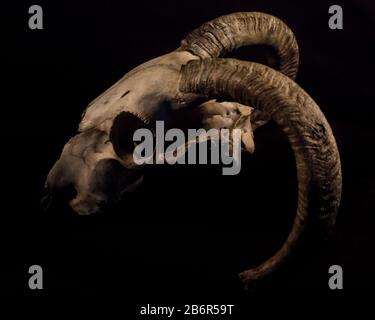 Close up of a rams skull against a dark background for a very sinister effect. Stock Photo