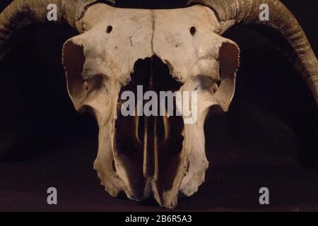 Close up of a rams skull against a dark background for a very sinister effect. Stock Photo