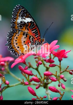 A Leopard Lacewing butterfly is seen in Phoenix, Arizona. Stock Photo