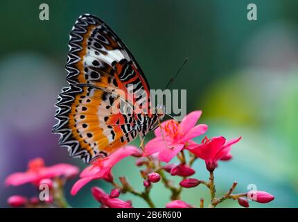 A Leopard Lacewing butterfly is seen in Phoenix, Arizona. Stock Photo