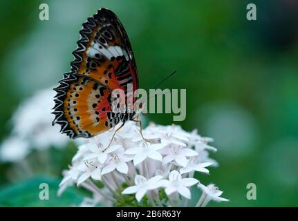 A Leopard Lacewing butterfly is seen in Phoenix, Arizona. Stock Photo