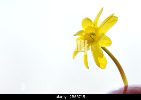 Cute yellow flower in a red ceramic vase on white background. Stock Photo