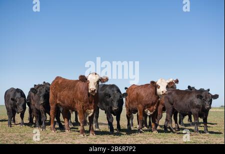 Group of young steers in the meadow Stock Photo