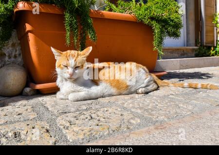 A dirty orange and white tabby cat sits by a planter outside a shop in the ancient city of Matera, Italy. Stock Photo