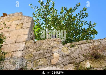A black kitten hides in the bushes atop an ancient stone wall in the city of Matera, Italy. Stock Photo