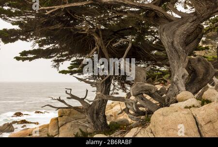 Windswept trees on California coast, USA Stock Photo