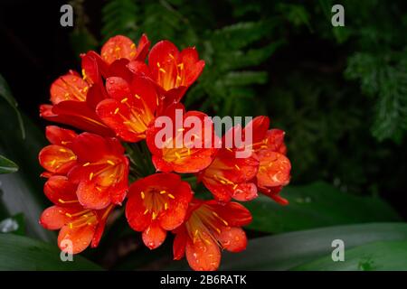 Clivia miniata, also known as Natal lily, bush lily or Kaffir lily, an evergreen perenial native to South Africa with striking red-orange, fiery, trum