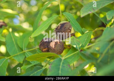 Detail of a walnut branch with some nuts among the leaves in late summer Stock Photo