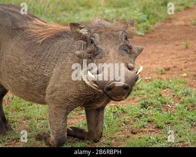 bristly male common warthog (Phacochoerus africanus) with warts and curly whiskers kneeling in Nairobi National Park, Kenya, Africa Stock Photo