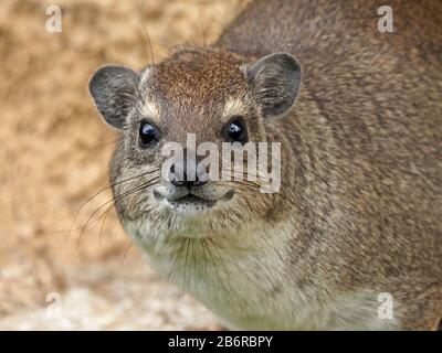 close-up portrait of yellow-spotted rock hyrax / bush hyrax / dassie (Heterohyrax brucei) with long whiskers in Nairobi National Park, Kenya Stock Photo