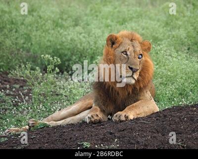single adult male lion (Panthera leo) with fine mane and blue gaze stare from glass eye looking serious in Nairobi National Park, Kenya, Africa Stock Photo