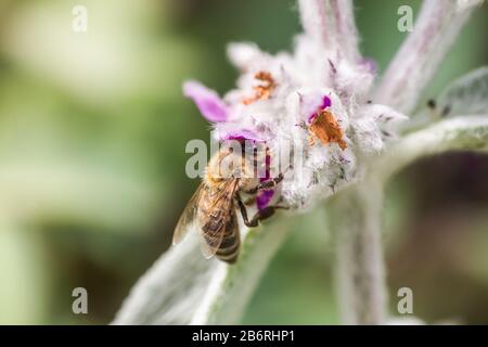 Honeybees collect nectar and pollen from Stachys byzantina, lamb's-ear, woolly hedgenettle, Stachys lanata, olympica fluffy white plants with purple f Stock Photo