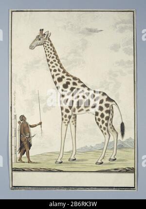 Giraffa camelopardalis (Giraffe); with left a Khoikhoi as Scale Model